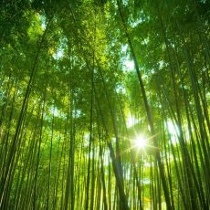 bamboo-free-744736-forest